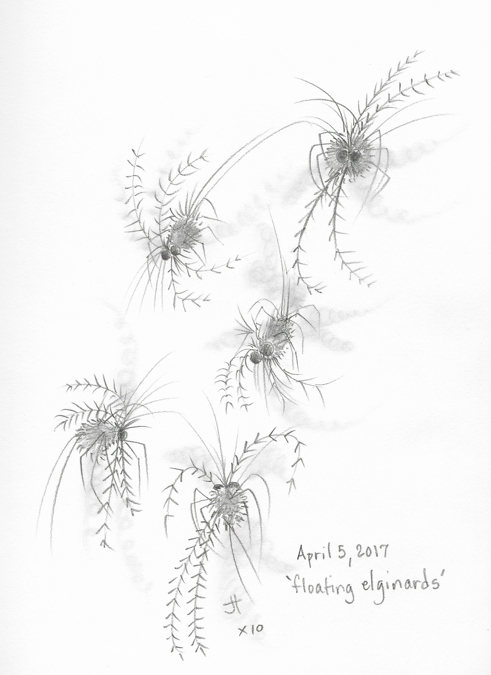 'floating elginards'lightpaperback