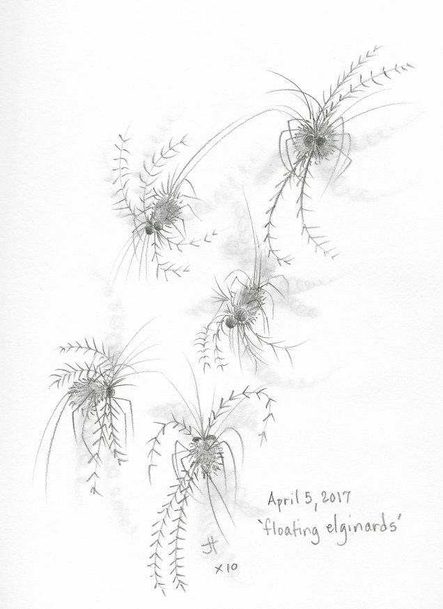 'floating elginards'lightpaperback